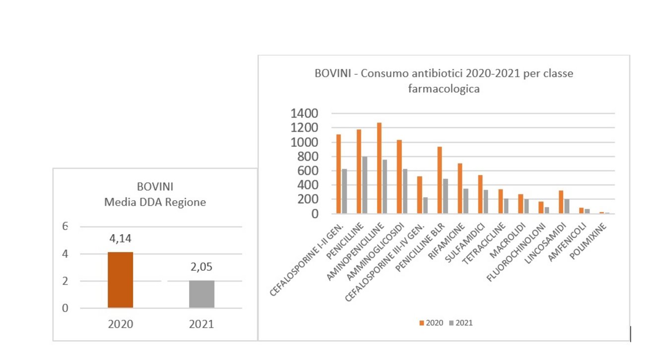 antibiotic_allevamento20bovino20