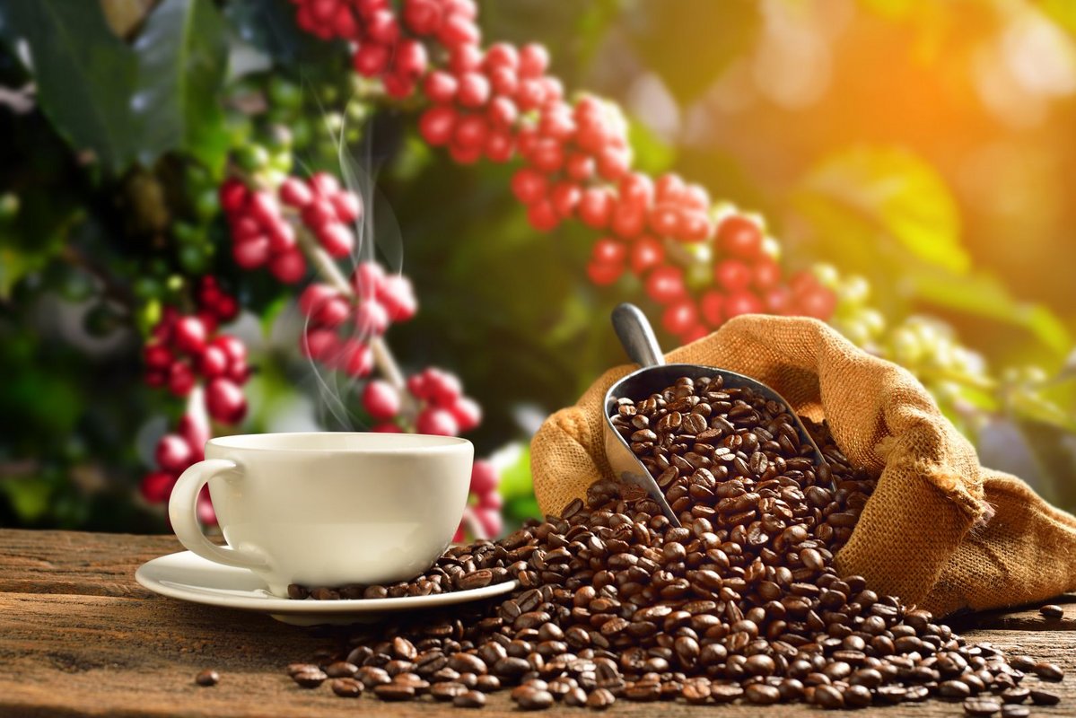 1 sack of coffee beans price clearance